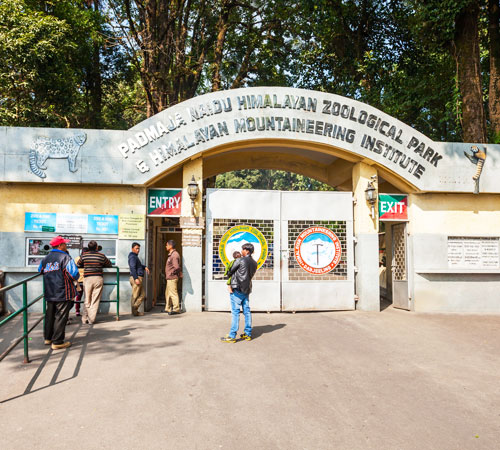 A family trip to the Padmaja Naidu Himalayan Zoological Park